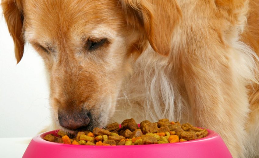 best dry food for dogs
