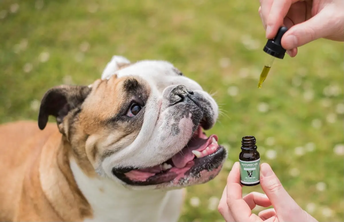 CBD Oil for Dog